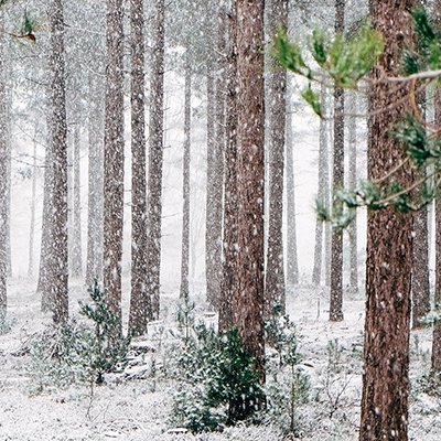 woods.jpg